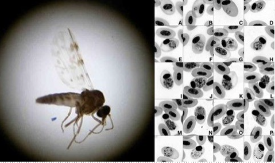 Climate warming, birds and emerging pathogens